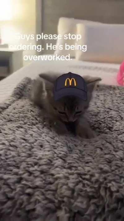 Rush hour say Cat on duty