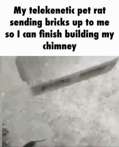 holesome rat helper 😇