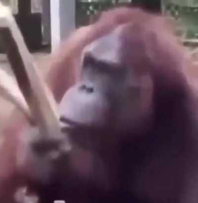 Monke scientist question the very nature of our universe 🦧🔬🧪🔭💯