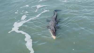 Saltwater crocodile snatches a shark from the depths