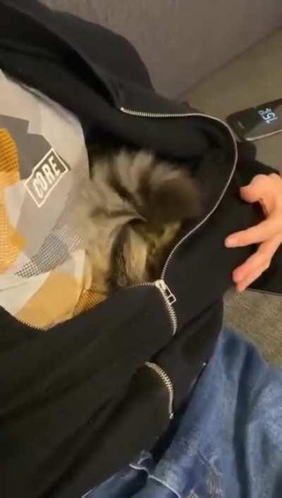 I'm more comfortable here, hooman!