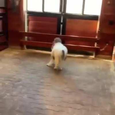 Mini Horse Does Moonwalk