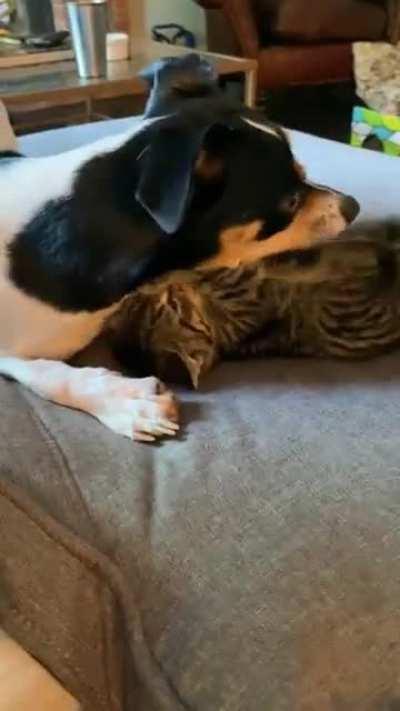 I got a new job and have been slacking on the videos, but the animals return!