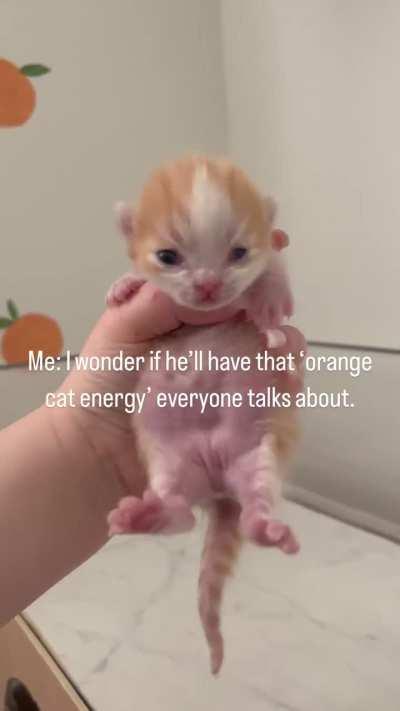 What name would yo give to this kitten?