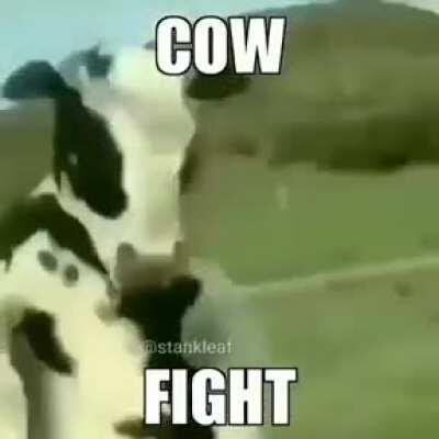 Cow Fight