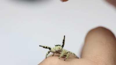 This friendly girl being poked.