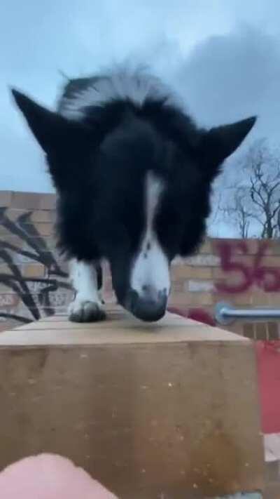 Floof aced each one so smoothly!