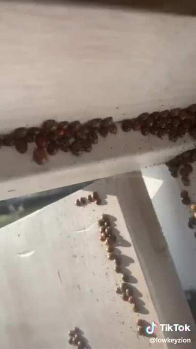 Cursed_Infestation