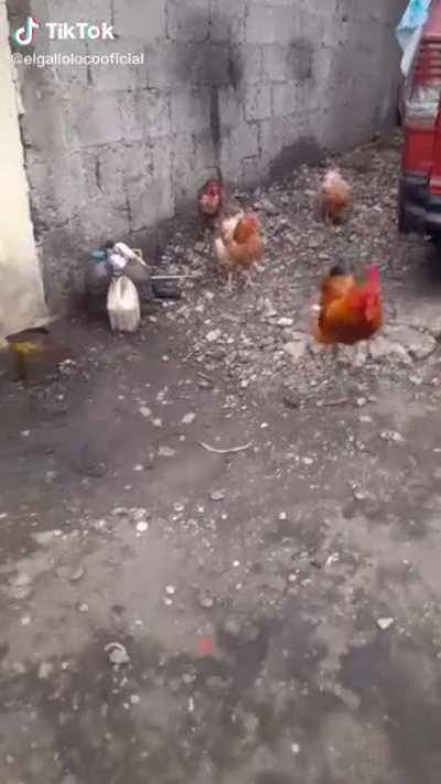 Galloloco galloco tio