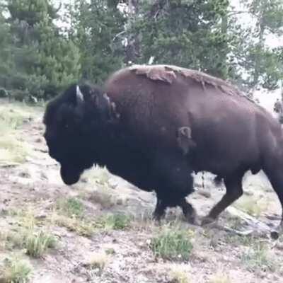 Buffalo are the tanks of nature