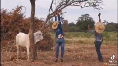 Helping a Cow be like 🐮