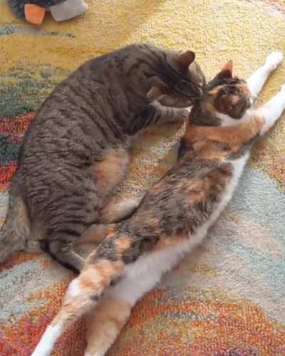 My bonded pair, almost 8 years together