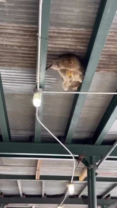 Ethan Hawke got nothing on this one, well it needs a little six pack otherwise it's doing fine