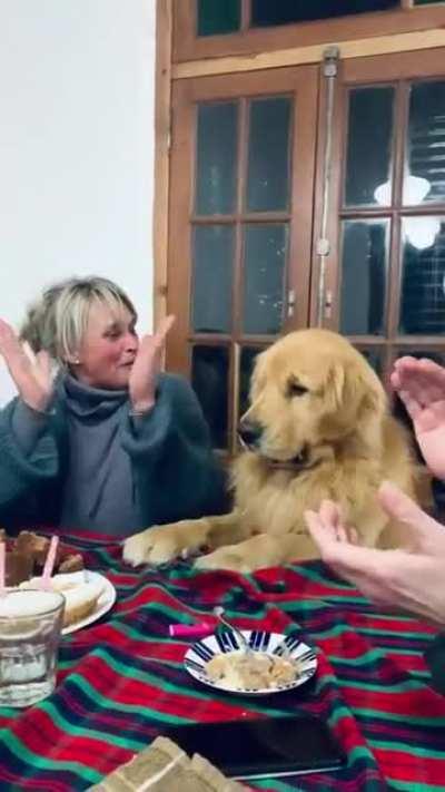 Celebrations includes Golden, that's one happy dog🥰🐶🎂