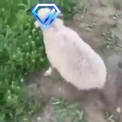 Helping friends rank up be like