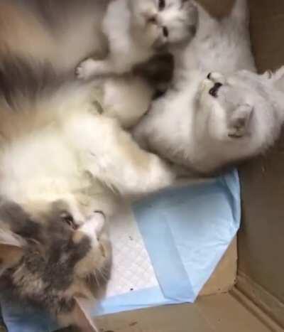 STOP HITTING YOUR LITTLE BROTHER!