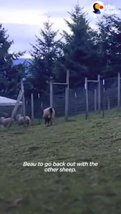 Dog sees tiny lamb crying and decides to adopt her and now that she's huge and fluffy, she still makes a beeline for her every day to play.