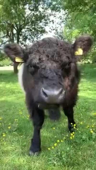 How cute is this fluffer?😍🌱🐃