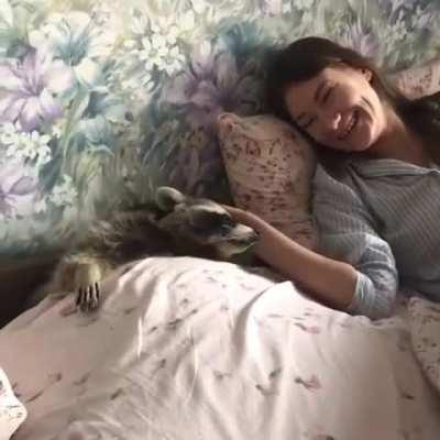 Raccoon lets human know he wants more scritches