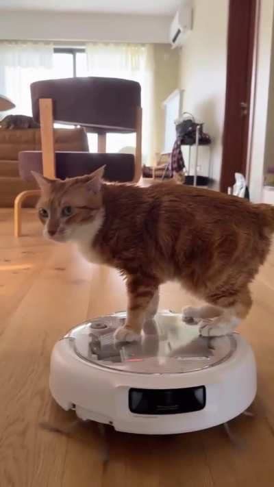 our queen parades in front of the lesser peasant wunks from her oyemobile