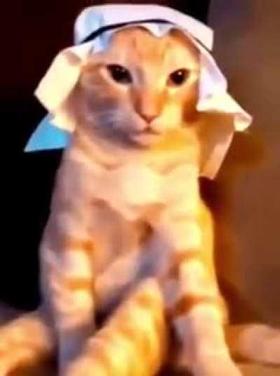 Habibi Cat