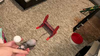 My smol rat Chickpea is learning to combine fetch with jumping a hurdle!