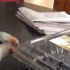 Ah yes getting angry at an inanimate objects for refusing to function properly is a feeling that extends into the animal kingdom as well.