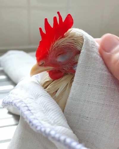Lilly the chicken toweling off after a bath
