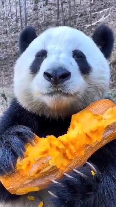 Panda eating some pumpkin caw caw