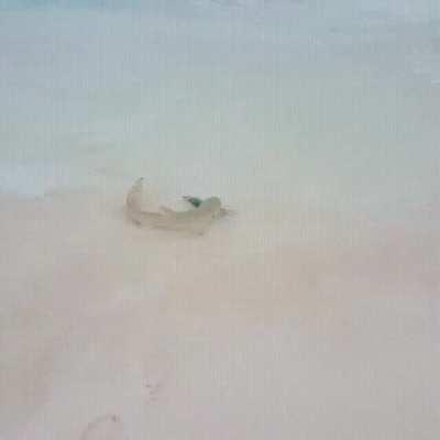 If a lemon shark can go on a beach, grab a fish and return to the sea, then what's next?