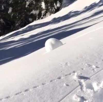Perfect snowball roll