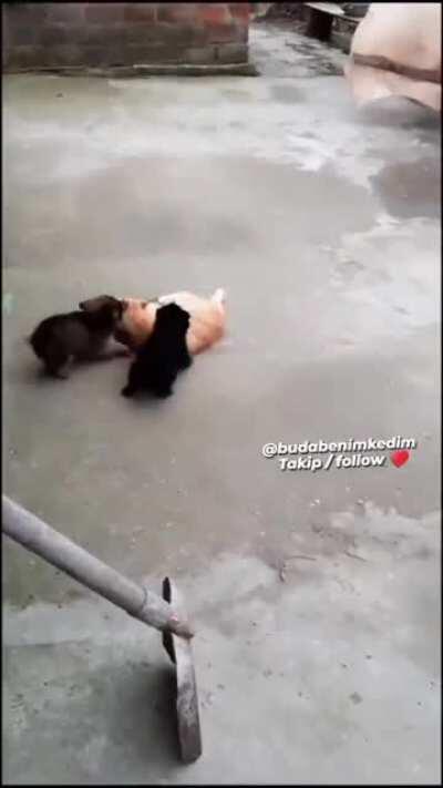 Outnumbered hitcat puts up a vailent fight to the end