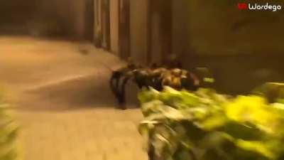 When a dog becomes a spider, it’s game over for everyone else