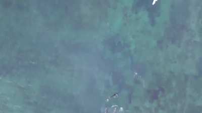 🔥 A pod of seals on the move