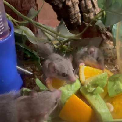 Cute Dormouse Brothers Monching