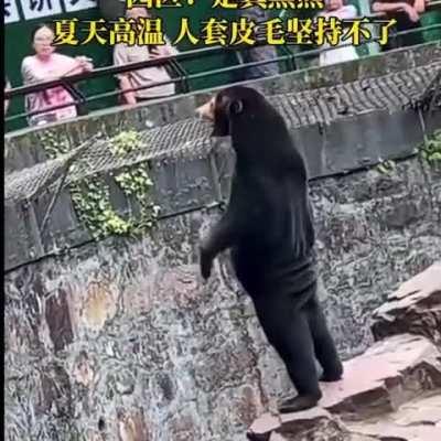 Hangzhou Zoo, in Zhejiang, Hangzhou, China had to release a statement to convince people that this bear, a Sun Bear, is an actual Bear and not a human with a costume. The Zoo stated: “If you get someone to wear such thick fur in this summer heat, they won