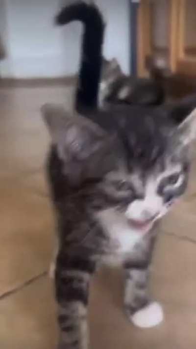 This kitten has a lot to say