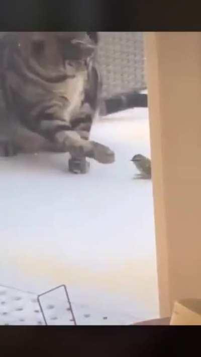 The cat doesn&rsquo;t give a f...