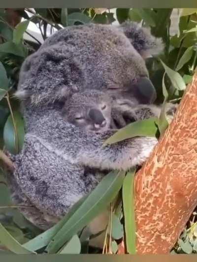 Koalas get little energy from their diet ofeucalypt leaves, so they must limit their energy use and sleep or rest 20 hours a day. They are predominantly active at night and spend most of their waking hours feeding. They typically eat and sleep in the same