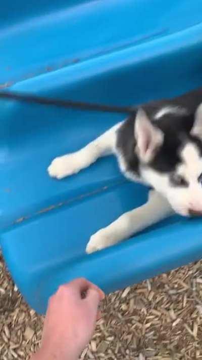 Meet Rocky, a 10 week old little guy I met at the park 🥰