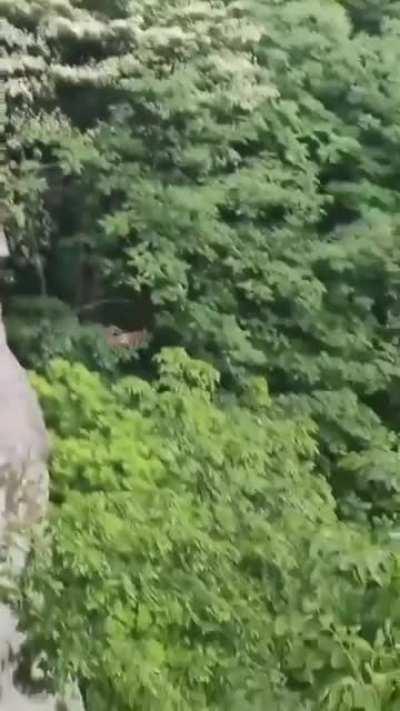 Red and White Giant Flying Squirrel (Petaurista alborufus)