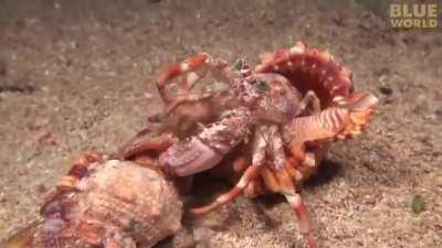 Hermit crabs and sea anemones have been observed to have symbiotic relationships. When the hermit crab finds a roomier home to live in, it will abandon its old shell and transfer to the new one. The hermit crab will also transfer sea anemones from the old