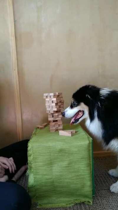 Here is a girl and her dog playing Jenga
