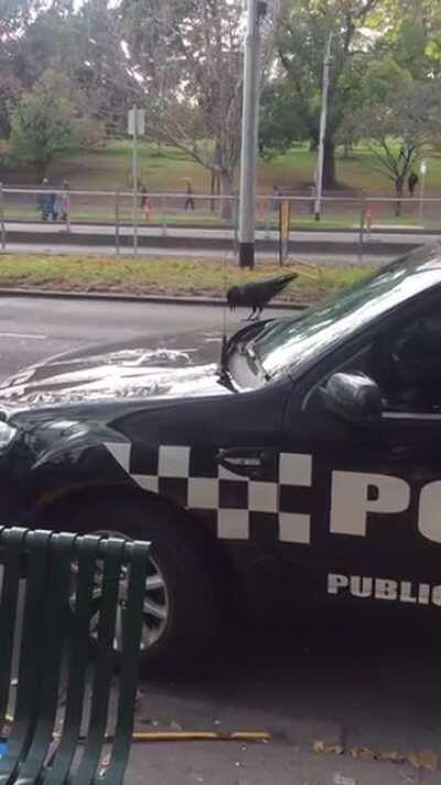 “No justice, no peace”