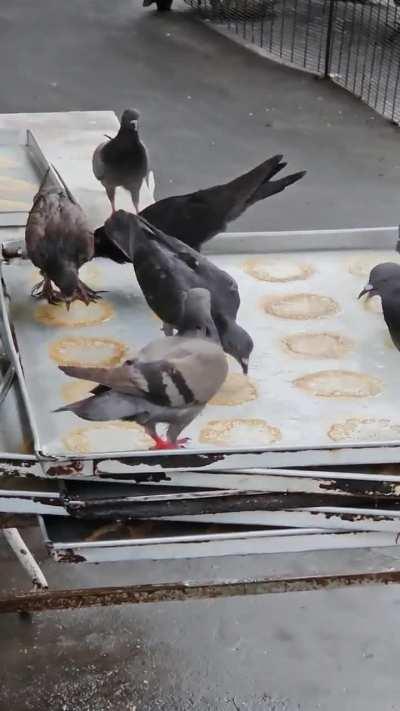 Still dare to eat roadside roti ?