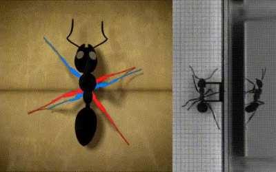 How ants walk using what is called an alternating tripod gait.