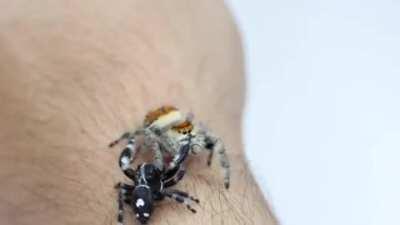 She stepped on his head 😅😅