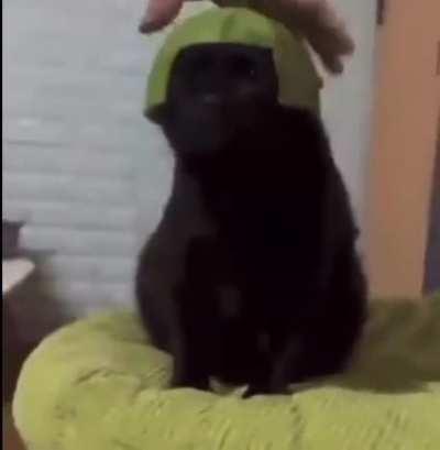 What Ye song got you going like this⁉️‼️👺🐶