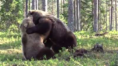 🔥 Two grizzly bears fighting