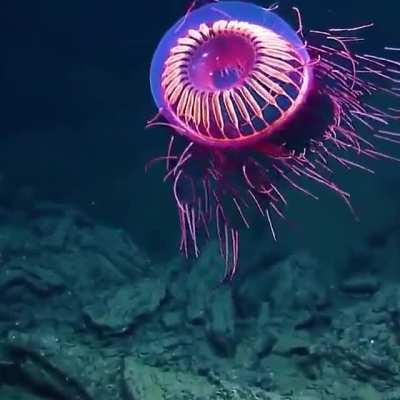 Luminous Jellyfish